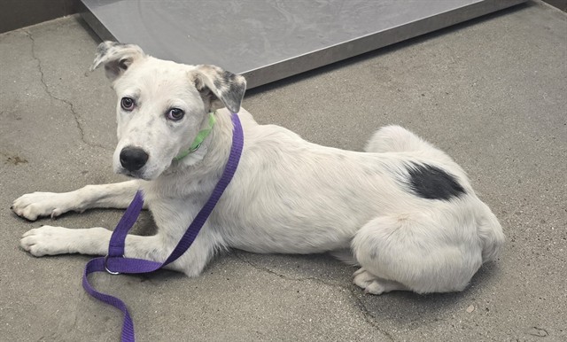 Shelter Stray Male Dog last seen , Tucson, AZ 85745