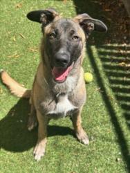 Shelter Stray Female Dog last seen TOWNSEND, Hayward, CA 94544
