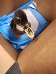 Shelter Stray Unknown Bird last seen , Los Angeles, CA 90025