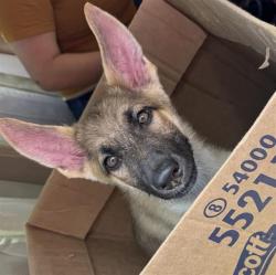 Shelter Stray Female Dog last seen GERALD/PLEASANTON, San Antonio, TX 78227