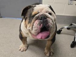 Shelter Stray Male Dog last seen SNOWCAP, Auburn, CA 95603