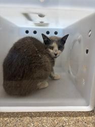 Shelter Stray Female Cat last seen Near BLOCK PAMELA PL, TIJERAS NM 87059, Albuquerque, NM 87105