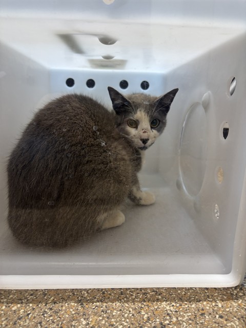 Shelter Stray Female Cat last seen Near BLOCK PAMELA PL, TIJERAS NM 87059, Albuquerque, NM 87105