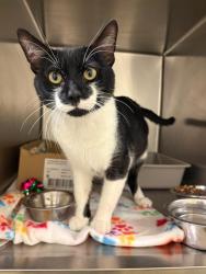 Shelter Stray Male Cat last seen Near BLOCK W 3500 S, WEST VALLEY CITY UT 84120, Salt Lake City, UT 84120