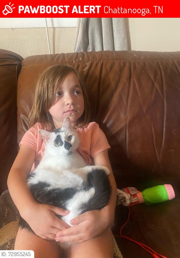 Lost Female Cat last seen North Hickory Valley Rd, Chattanooga, TN 37416