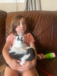 Lost Female Cat last seen North Hickory Valley Rd, Chattanooga, TN 37416
