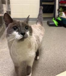 Shelter Stray Female Cat last seen Near BLOCK ARABIAN WAY, Salt Lake City, UT 84120