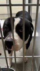 Shelter Stray Male Dog last seen Near BLOCK S REDWOOD RD, WEST VALLEY CITY UT 84123, Salt Lake City, UT 84120