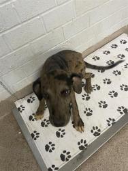 Shelter Stray Male Dog last seen MILLSTONE FARM RD, Shelby, NC 28150
