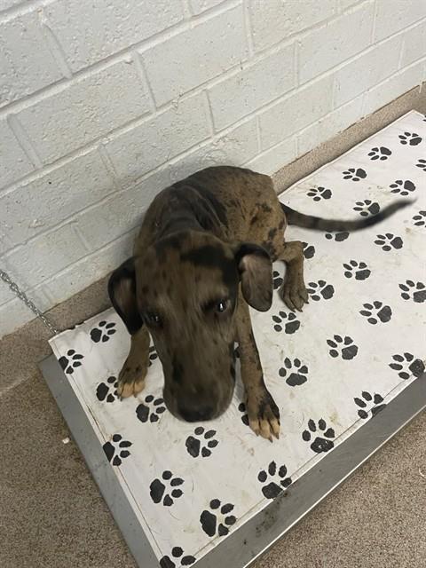 Shelter Stray Male Dog last seen MILLSTONE FARM RD, Shelby, NC 28150