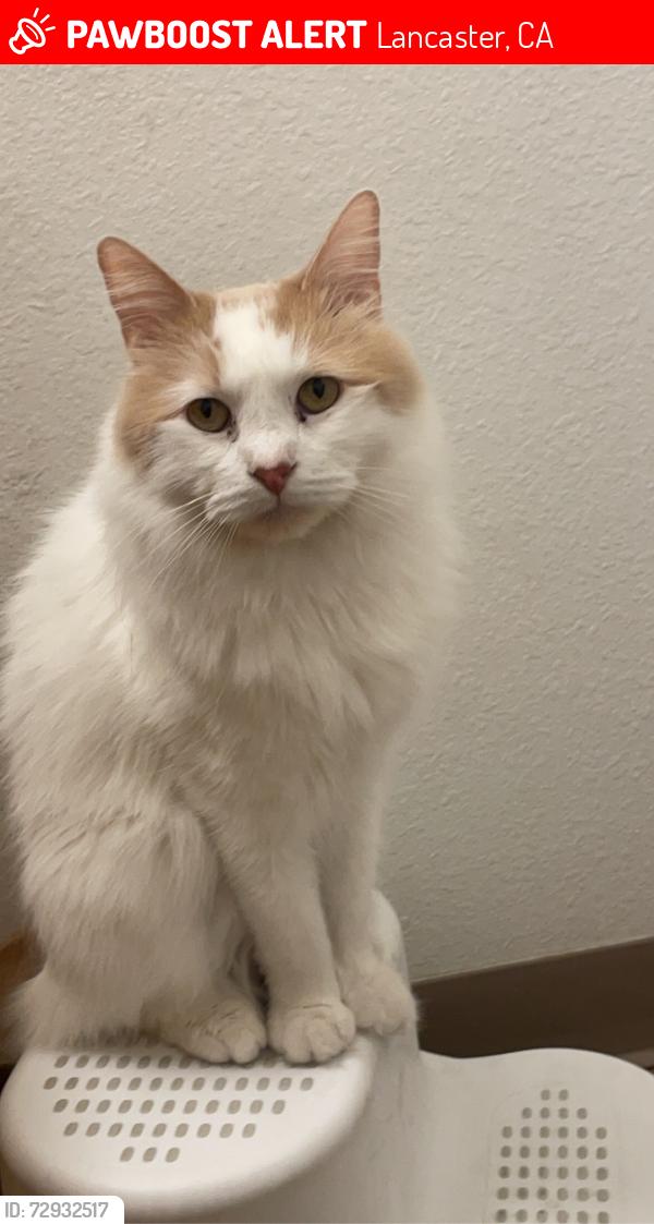 Lost Male Cat last seen Near lancaster high school hses nearby , Lancaster, CA 93536
