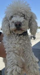 Shelter Stray Male Dog last seen Near BLOCK BRECKENRIDGE RD, BAKERSFIELD CA 93307, Bakersfield, CA 93308