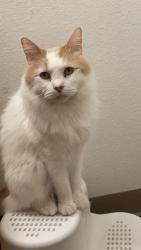 Lost Male Cat last seen Near lancaster high school hses nearby , Lancaster, CA 93536