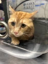 Shelter Stray Male Cat last seen Near BLOCK W THORNTON PKWY, Brighton, CO 80601