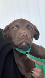 Shelter Stray Female Dog last seen Near BLOCK KNUDSEN DR, BAKERSFIELD CA 93308, Bakersfield, CA 93308