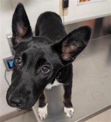Shelter Stray Female Dog last seen Near BLOCK E BEAR MOUNTAIN BLVD, TEHACHAPI CA 93561, Bakersfield, CA 93308