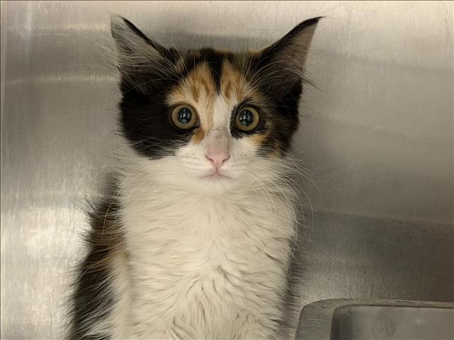 Shelter Stray Female Cat last seen , San Pedro, CA 90731