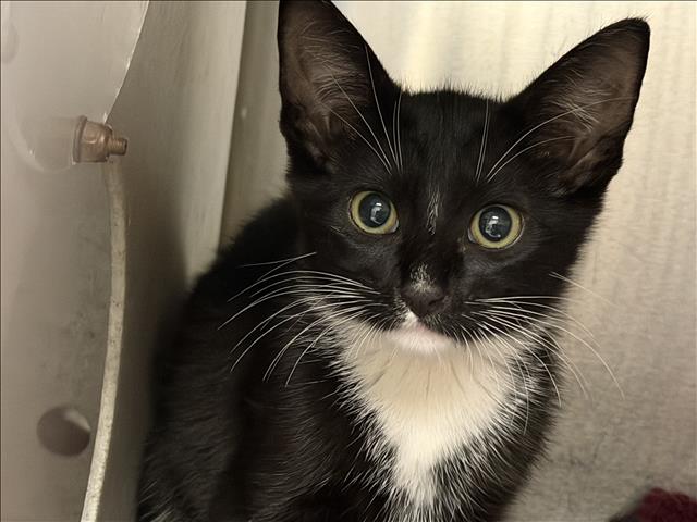 Shelter Stray Male Cat last seen , San Pedro, CA 90731