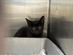 Shelter Stray Male Cat last seen , San Pedro, CA 90731
