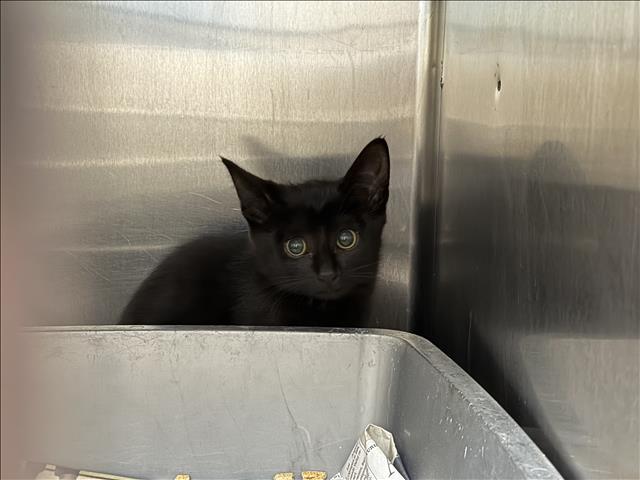 Shelter Stray Male Cat last seen , San Pedro, CA 90731