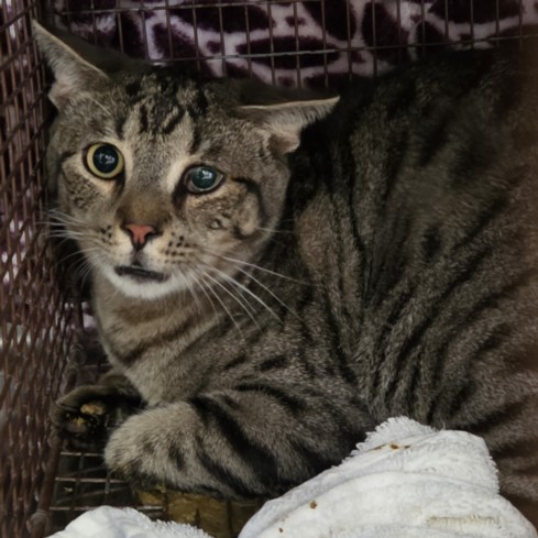 Shelter Stray Male Cat last seen , San Pedro, CA 90731