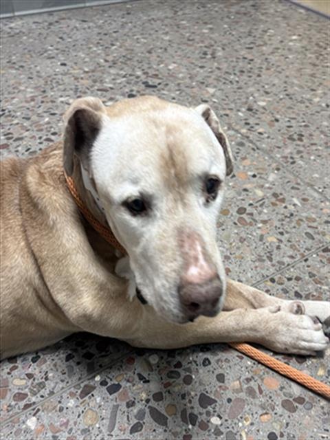 Shelter Stray Male Dog last seen 35TH AVE AND UNION HILLS, Phoenix, AZ 85008