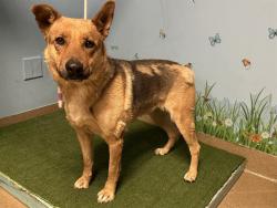 Shelter Stray Female Dog last seen , Lake Los Angeles, CA 93550