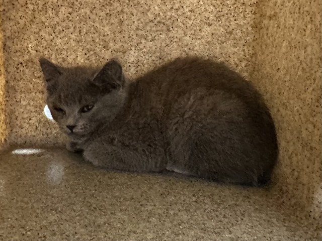 Shelter Stray Female Cat last seen , Lake Los Angeles, CA 93550
