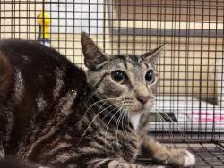 Shelter Stray Female Cat last seen , Sanford, FL 32773