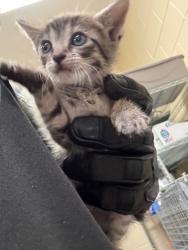 Shelter Stray Female Cat last seen , Sanford, FL 32773