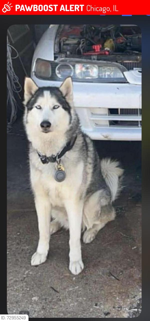 Lost Male Dog last seen 67th and Western, Chicago, IL 60629