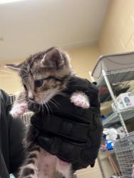 Shelter Stray Male Cat last seen , Sanford, FL 32773