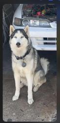 Lost Male Dog last seen 67th and Western, Chicago, IL 60629