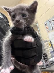 Shelter Stray Female Cat last seen , Sanford, FL 32773
