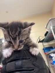 Shelter Stray Male Cat last seen , Sanford, FL 32773
