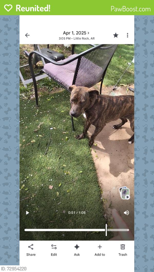 Reunited Female Dog last seen Across from Eon , Little Rock, AR 72205