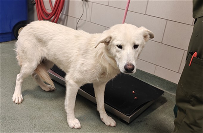 Shelter Stray Female Dog last seen US 285 NM 218 LAMY NM, Santa Fe, NM 87507