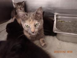 Shelter Stray Female Cat last seen DARDENNE PR, St. Peters, MO 63376