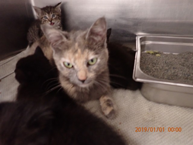 Shelter Stray Female Cat last seen DARDENNE PR, St. Peters, MO 63376