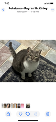 Lost Male Cat last seen Payran St, Petaluma, CA 94952