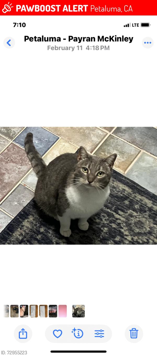 Lost Male Cat last seen Payran St, Petaluma, CA 94952
