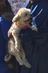 Lost Female Dog last seen Maiden and Gunston, Detroit, MI 48213