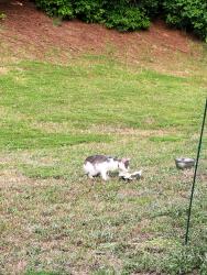 Found/Stray Unknown Cat last seen Bristol Community-Near Lakemont , Clayton, NC 27520