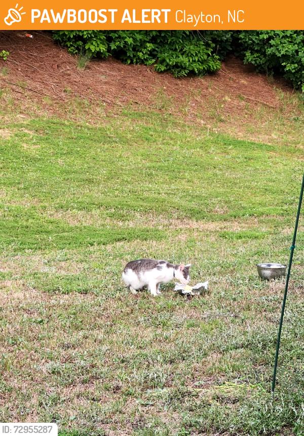 Found/Stray Unknown Cat last seen Bristol Community-Near Lakemont , Clayton, NC 27520