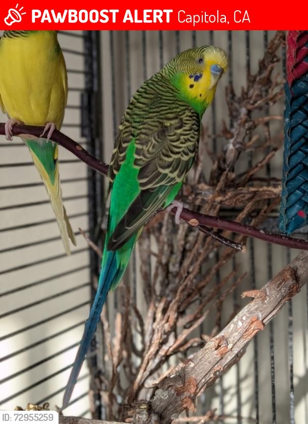 Lost Male Bird last seen Kennedy Dr, Capitola, CA 95010