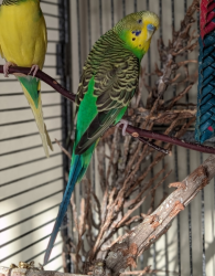 Lost Male Bird last seen Kennedy Dr , Capitola, CA 95010