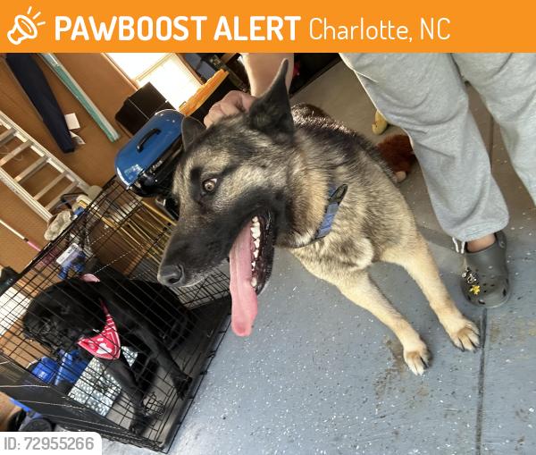 Found/Stray Unknown Dog last seen Caribout st, Charlotte, NC 28273