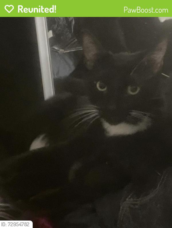 Reunited Male Cat last seen Sycamore apmts , Vacaville, CA 95687