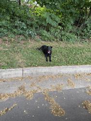 Lost Female Dog last seen State street and oakwood cemetery , Raleigh, NC 27610