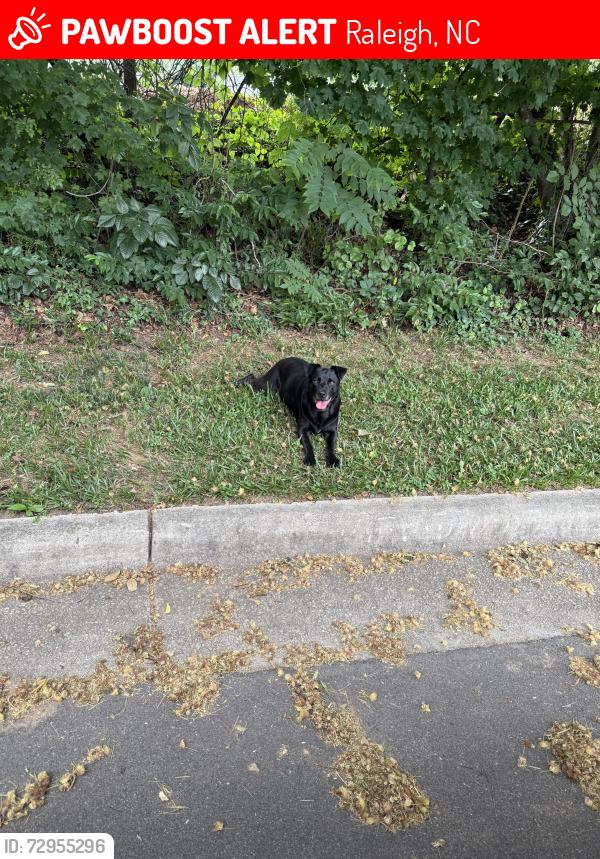 Lost Female Dog last seen State street and oakwood cemetery , Raleigh, NC 27610